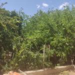 ۷۵۰متر،ویلایی،کرج
